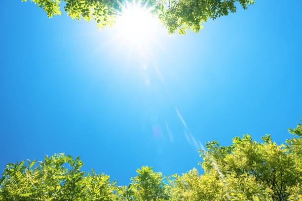 istock View to blue sky with sunbeams through treetops 2195279251