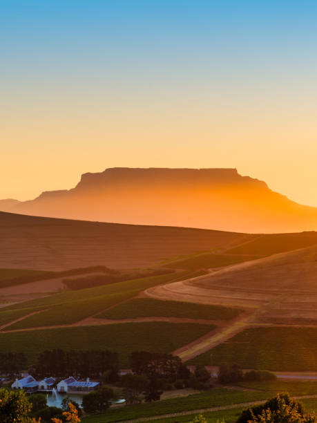 Vertical sunset scene featuring Table Mountain's silhouette in the background and rolling hills with rows of vines in the foreground