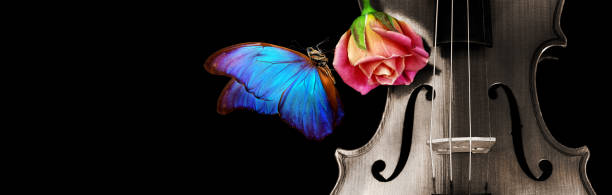 istock melody concept. violin, pink rose and blue morpho butterfly on black. copy space 2195279876