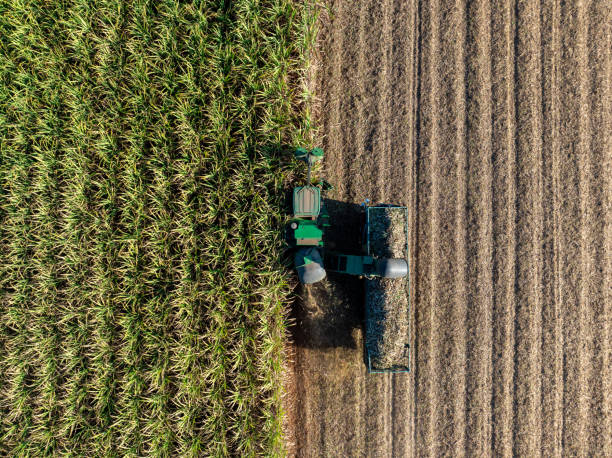 istock Harvesting Sugarcane cutting  and Truck, 2195280328