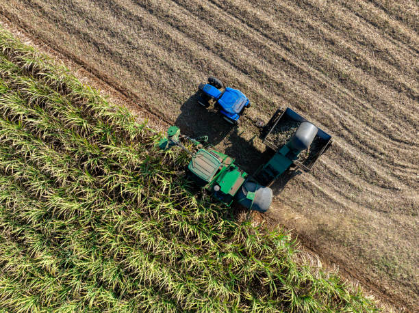 istock Harvesting Sugarcane cutting  and Truck, 2195280329