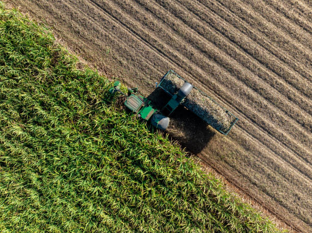 istock Harvesting Sugarcane cutting  and Truck, 2195280373