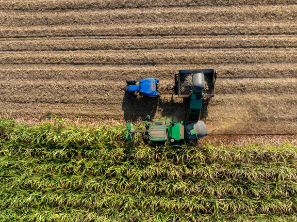 istock Harvesting Sugarcane cutting  and Truck, 2195280435