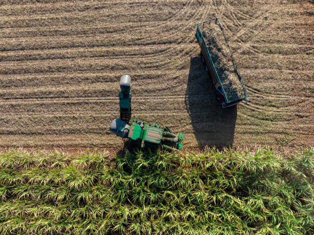 istock Harvesting Sugarcane cutting  and Truck, 2195280448