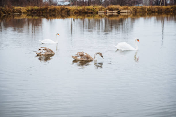 istock In a serene natural landscape, three elegant white swans gracefully glide across the calm surface of a shimmering lake, embodying the beauty of waterfowl in their natural habitat 2195281147