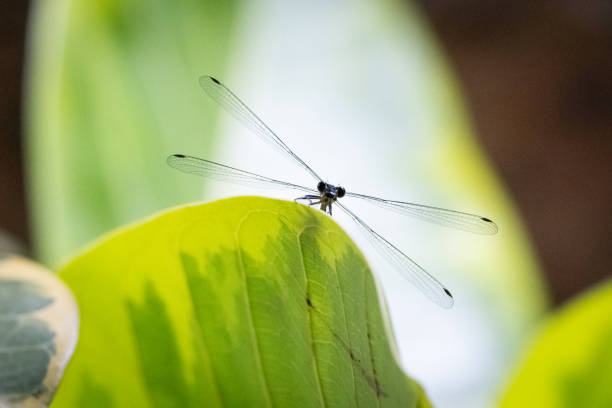 The striking elegance of a metallic black and blue dragonfly resting on a vibrant green leaf. Its slender body glistens in the sunlight, with iridescent hues that shift with the light