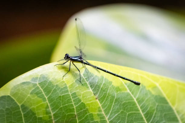 The striking elegance of a metallic black and blue dragonfly resting on a vibrant green leaf. Its slender body glistens in the sunlight, with iridescent hues that shift with the light