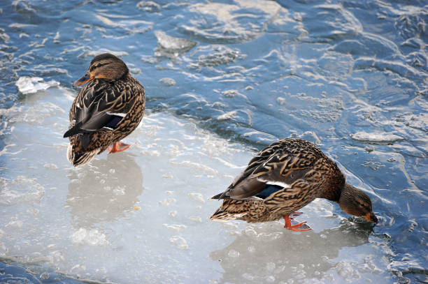 two ducks are standing on the edge of an ice floe in the river