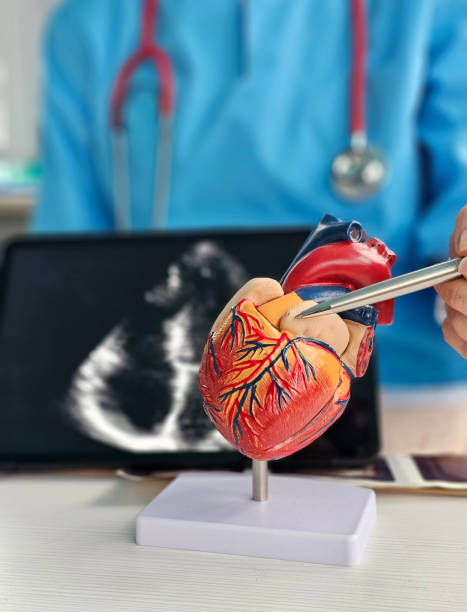 istock Doctor demonstrating heart anatomy with model while analyzing ultrasound on tablet in clinic concept 2195281883