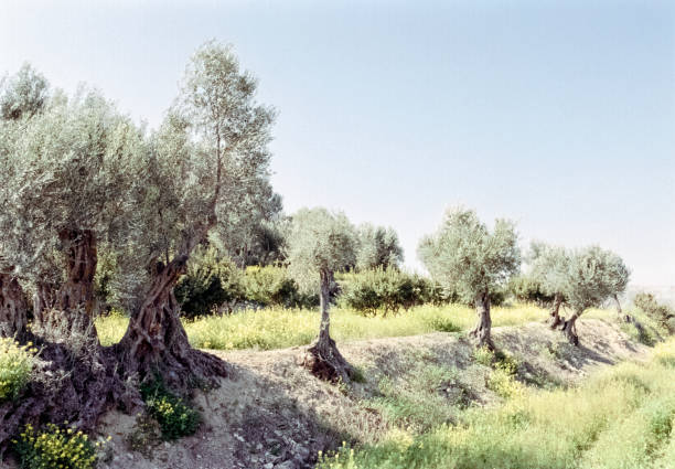 Part of olive tree