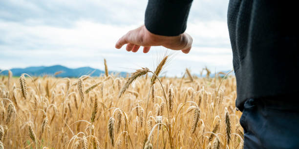 Hand of a farmer gently touching golden wheat field