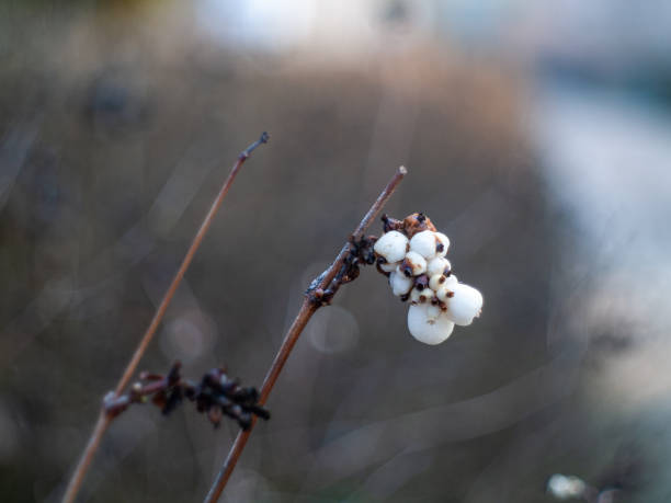 istock A bunch of white flowers on a branch 2195282197