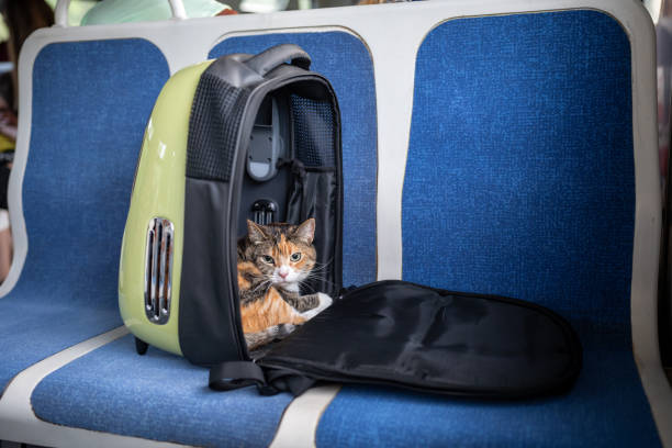 istock Relaxed cat in backpack carrier on train, look from comfortable seat. Pet backpack for travel, trip 2195282311