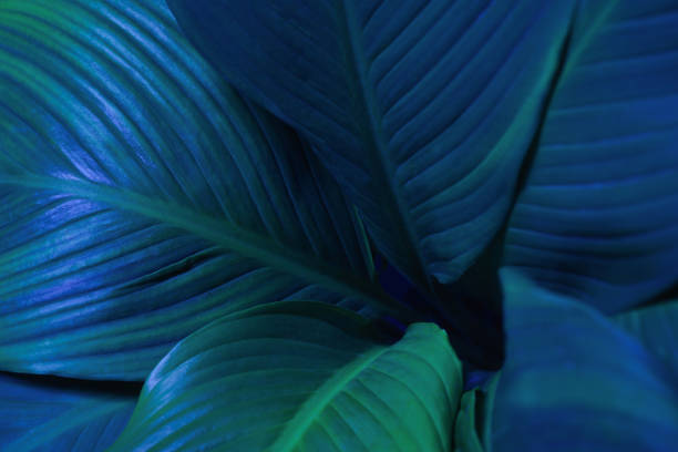 istock Close-up macro blue green leave texture tropical forest plant. spathiphyllum cannifolium in neon light abstract nature background.Curve leaf botanical foliage dark desktop wallpaper. 2195282419