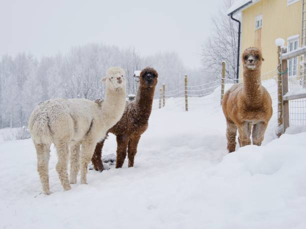 istock Funny alpackor in the north of Sweden 2195283035