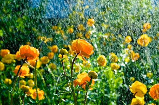 istock Trollius flowers,  watering in the garden 2195283271