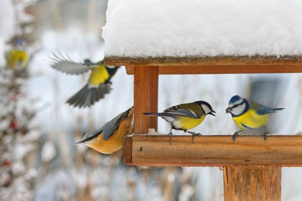 istock Beautiful winter scenery with tit birds feeding in the bird house 2195283336