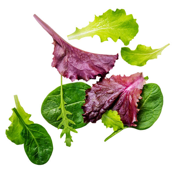 istock Flying  salad leaves isolated on white background.  Fresh mixed salad Explosion with arugula, lettuce, spinach and beets leaf in the air 2195285044