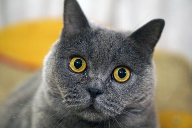 This engaging image features a gray cat with large, expressive yellow eyes that convey curiosity and intrigue. The cat's fluffy fur and attentive expression create a captivating portrait. The softly blurred background adds depth, drawing the viewer's attention to the cat's charming features, making it a delightful representation of feline curiosity.
