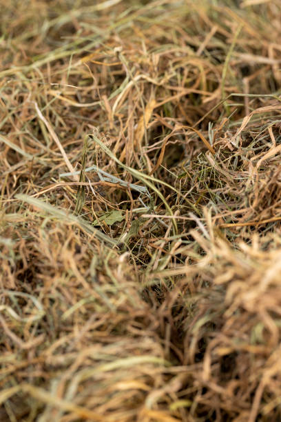 istock a pile of green straw for long  term storage 2195287447