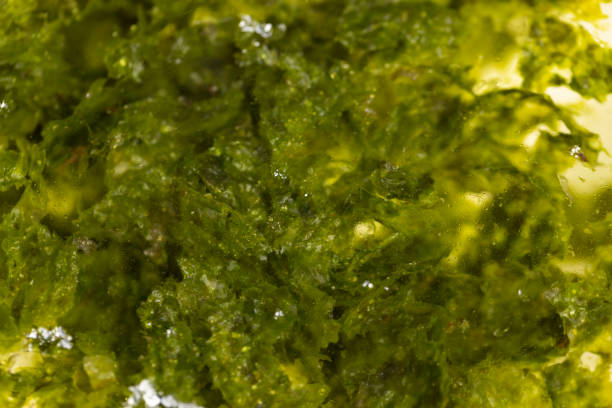 thin fried green algae, natural green algae that are used to prepare Japanese dishes