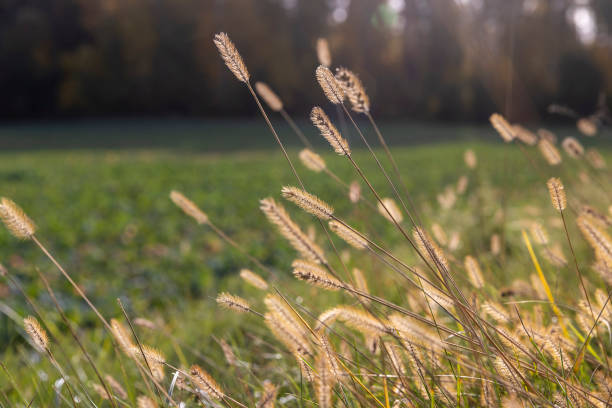istock grass that changes color in the autumn season in the field 2195287636