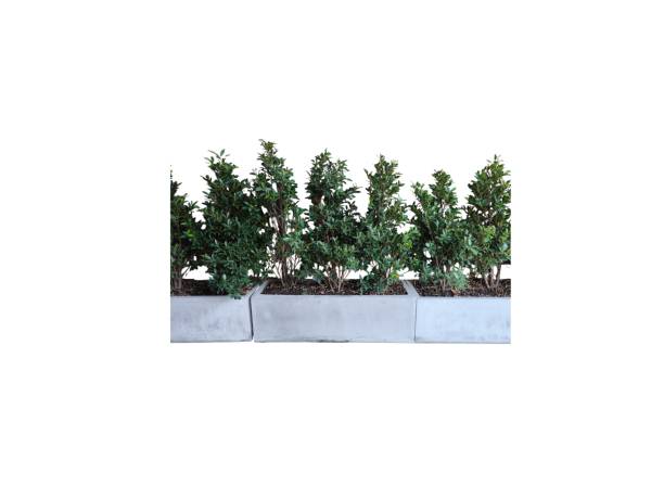 istock Tree in ceramic pot isolated on white background. Plants growing in pots or planters. beautiful natural home decorations. Interior and exterior design 2195289595