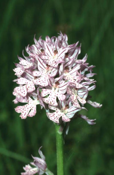 istock Neotinea tridentata or three-toothed orchid in bloom inflorescence 2195290630