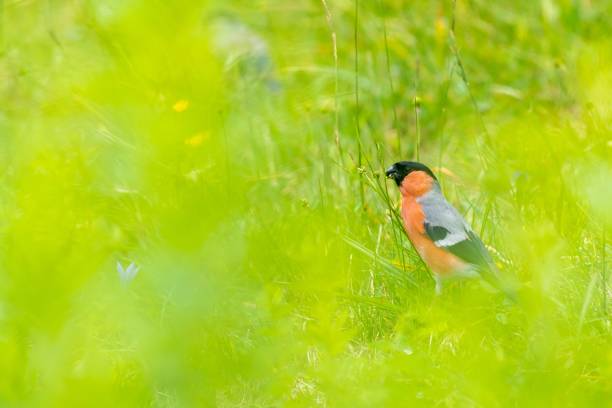 istock Eurasian Bullfinch 2195292042