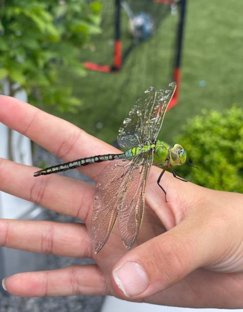istock Dragonfly Resting on Hand with Dew-Covered Wings 2195293448