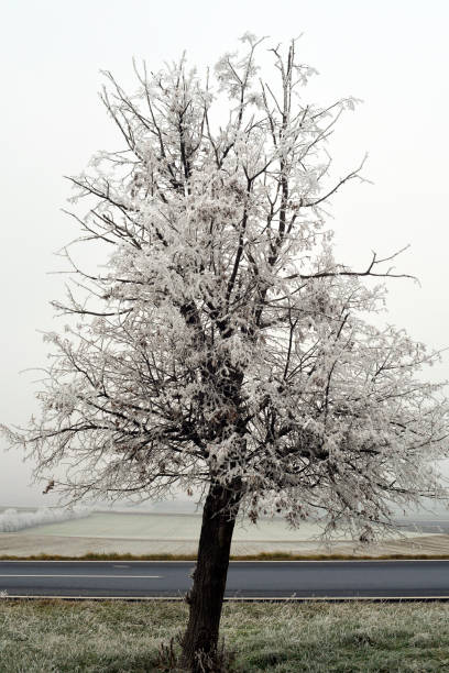 Beautiful trees covered with snow under the blue cloudy sky on a sunny day, wintertime in the mountains