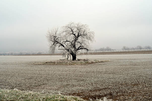 istock Winter, solitary Tree with Hoarfrost 2195293520