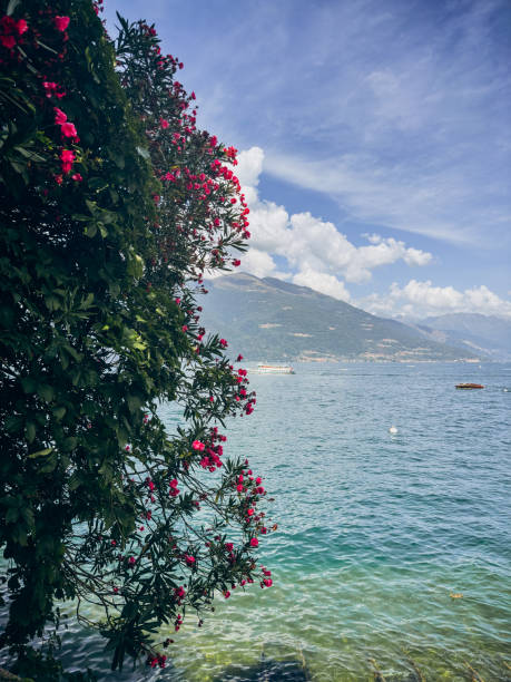istock Flowering Lake Como Vista 2195293871