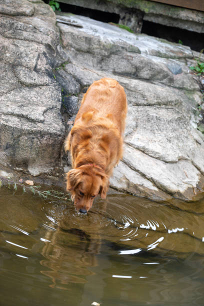 istock Golden retriever dog drinking water 2195295397