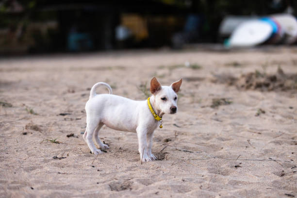 Mixed-breed dog  is walking on sands at Sanur beach,\nDenpasar, Bali Island.