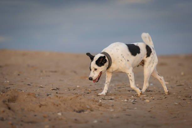 Mixed-breed dog  is walking on sands at Sanur beach,\nDenpasar, Bali Island.