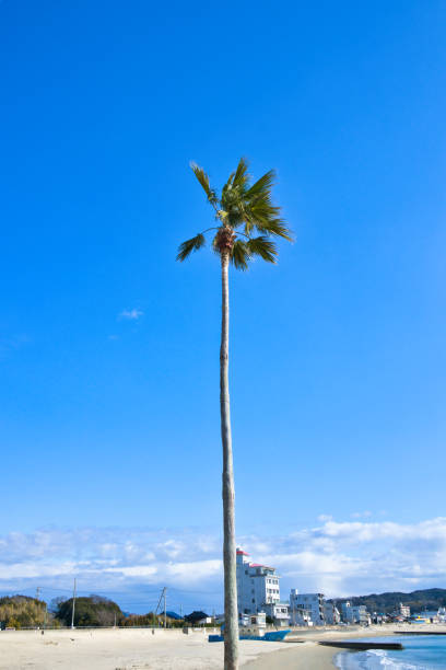 Clear blue sky and palm trees swaying in the wind on the coast