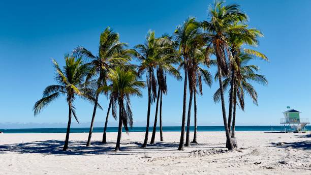 istock Key biscane Florida Miami Beach Baywatch January 2025 2195296092