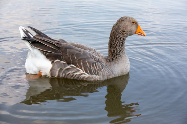 istock Wild geese in the lake 2195296795