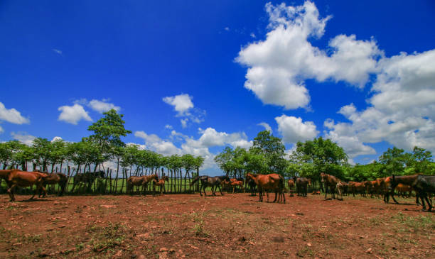 sandel horses Purebred sandel horses native to the Indonesian island of Sumba are gathered in a traditional stable in the middle of the savannah in the rainy season to be marked. The name sandel comes from the sandalwood that used to be abundant on Sumba. sandel stock pictures, royalty-free photos & images