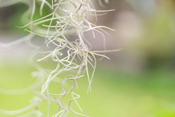 Close-up of delicate, wispy air plant tendrils against a soft green background, showcasing their intricate, twisting forms.
