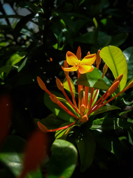 istock Blooming Yellow Ixora Flower Buds 2195297026