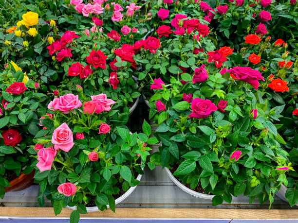 istock A vibrant assortment of potted flowers is elegantly displayed on a table, adding a splash of color and life to the surroundings with their blooming petals and lush greenery 2195297131