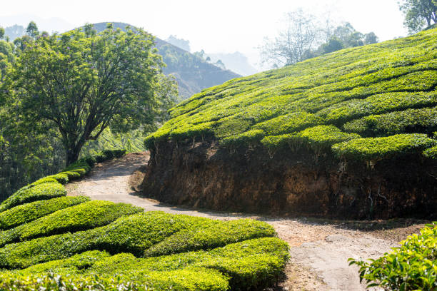 istock Panoramic view over Munnar tea plantations at sunrise in Kerala, India 2195297390
