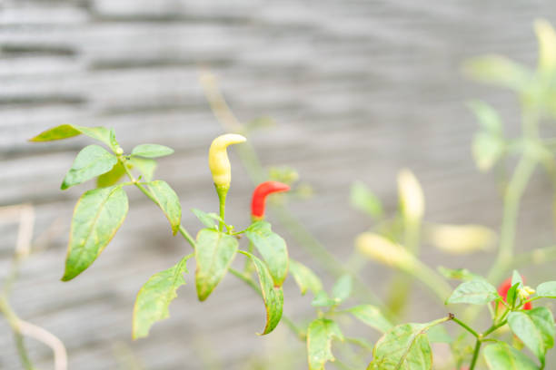 A close-up of chili pepper plants with green leaves. Some peppers are yellow and red, showcasing their ripening stages against a blurred gray background.