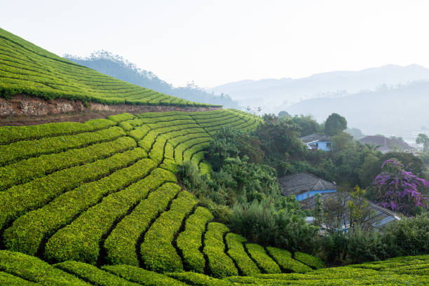 istock Panoramic view over Munnar tea plantations at sunrise in Kerala, India 2195298234