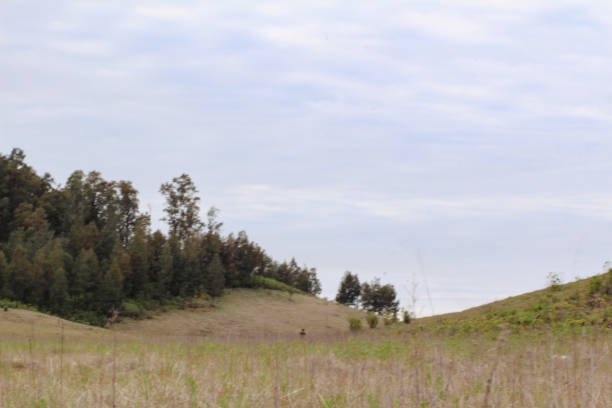 A serene landscape of gentle grassy hills adorned with trees, set against a vast expanse of blue sky. Perfect depiction of tranquility and natural beauty, ideal for nature-inspired themes.