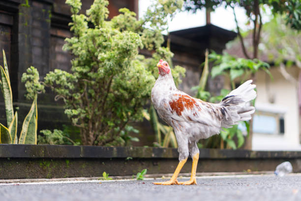 istock Colorful Rooster in Tropical Setting 2195299185
