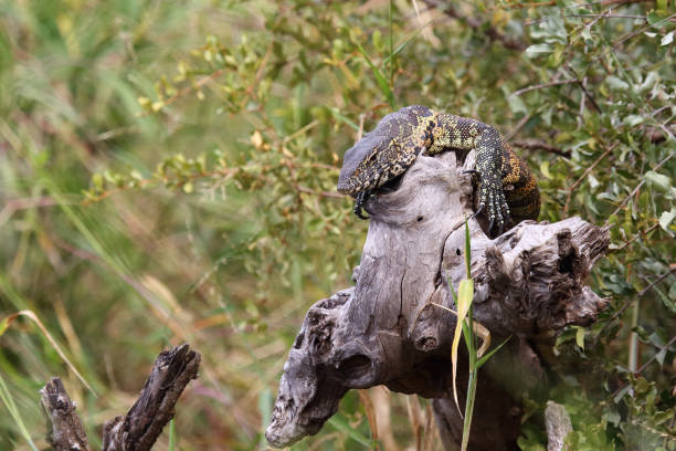 istock Nilwaran / Nile monitor / Varanus niloticus 2195300819