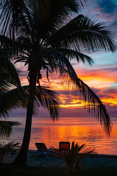 istock Palm Trees Silhouetted Against a Vibrant Sunset 2195300823